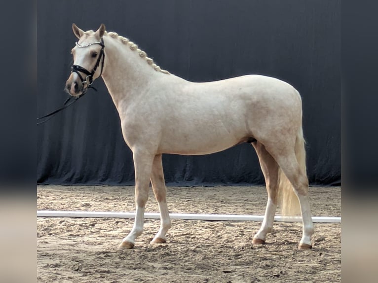 Duitse rijpony Hengst 3 Jaar 145 cm Palomino in El Catllar