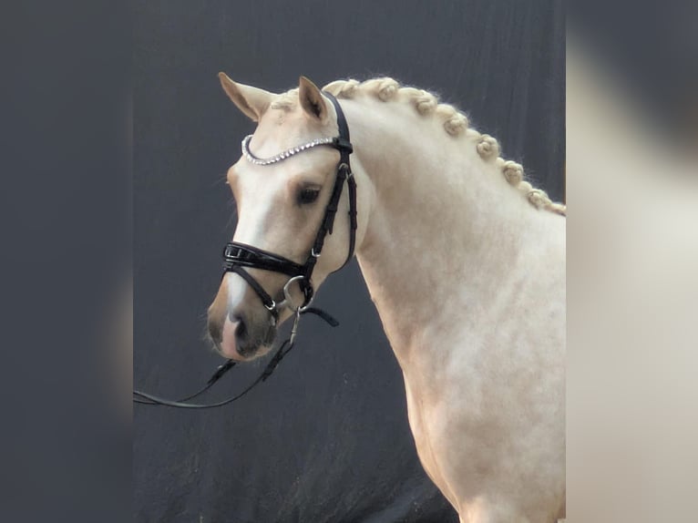 Duitse rijpony Hengst 3 Jaar 145 cm Palomino in El Catllar