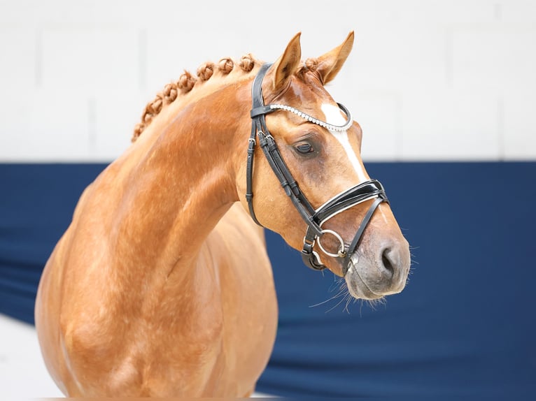Duitse rijpony Hengst 3 Jaar 145 cm Vos in Marsberg