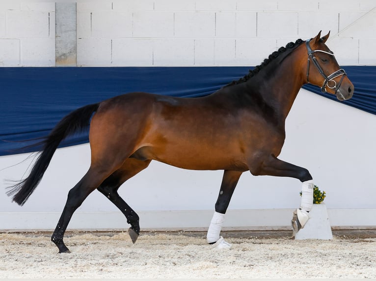 Duitse rijpony Hengst 3 Jaar 146 cm Bruin in Marsberg