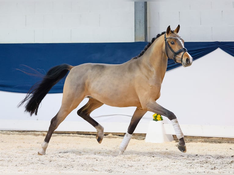 Duitse rijpony Hengst 3 Jaar 146 cm Bruin in Marsberg