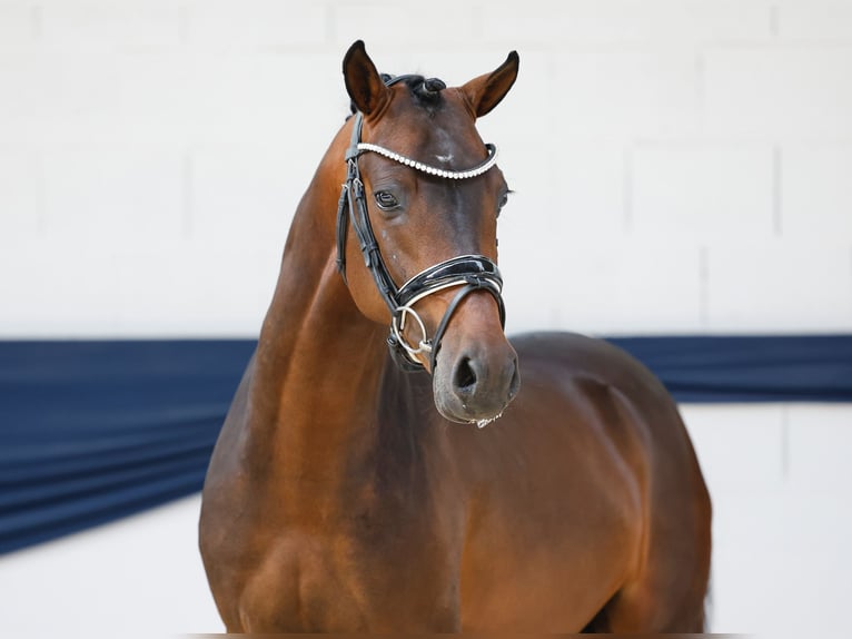 Duitse rijpony Hengst 3 Jaar 146 cm Bruin in Marsberg