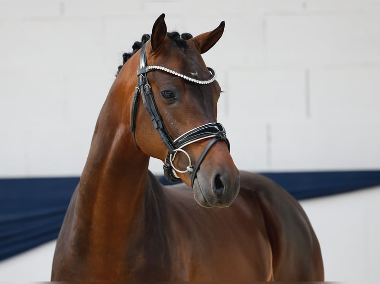 Duitse rijpony Hengst 3 Jaar 146 cm Bruin in Marsberg