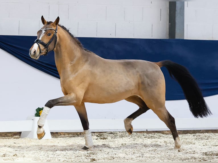 Duitse rijpony Hengst 3 Jaar 146 cm Bruin in Marsberg