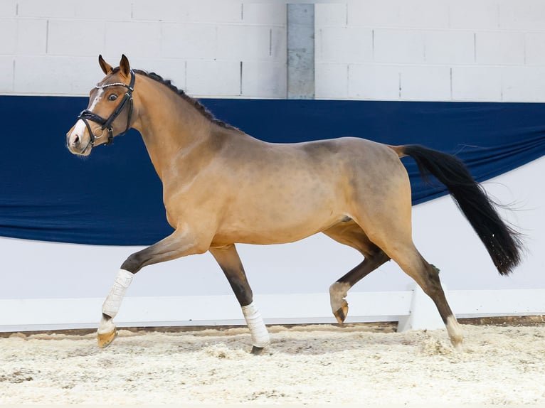 Duitse rijpony Hengst 3 Jaar 146 cm Bruin in Marsberg