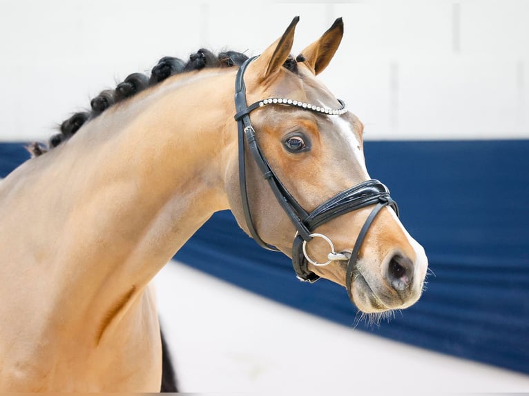 Duitse rijpony Hengst 3 Jaar 146 cm Bruin in Marsberg