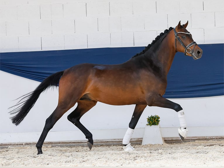 Duitse rijpony Hengst 3 Jaar 146 cm Bruin in Marsberg
