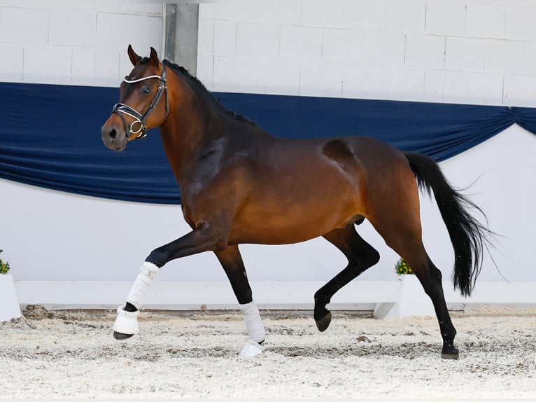 Duitse rijpony Hengst 3 Jaar 146 cm Bruin in Marsberg