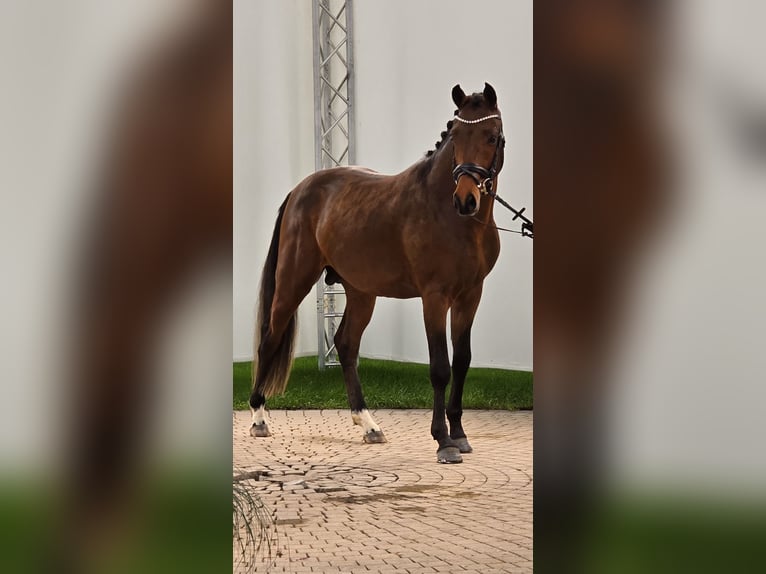 Duitse rijpony Hengst 3 Jaar 146 cm Bruin in Recke