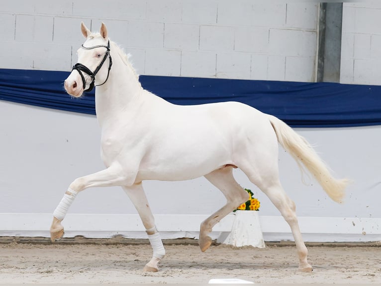Duitse rijpony Hengst 3 Jaar 146 cm Cremello in Marsberg