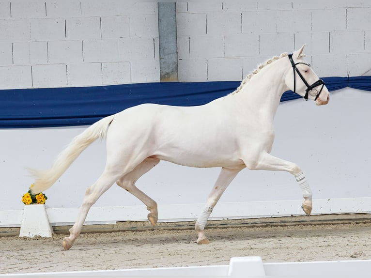 Duitse rijpony Hengst 3 Jaar 146 cm Cremello in Marsberg