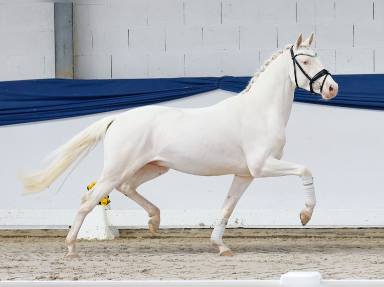 Duitse rijpony Hengst 3 Jaar 146 cm Cremello in Marsberg