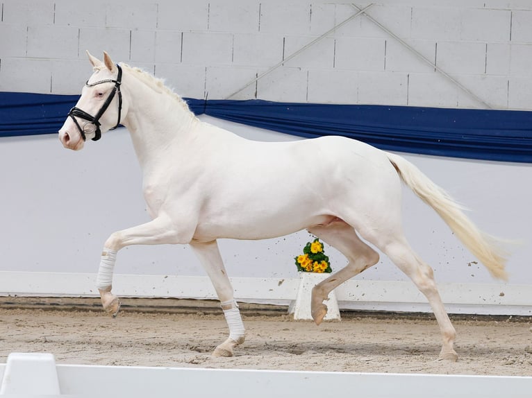 Duitse rijpony Hengst 3 Jaar 146 cm Cremello in Marsberg