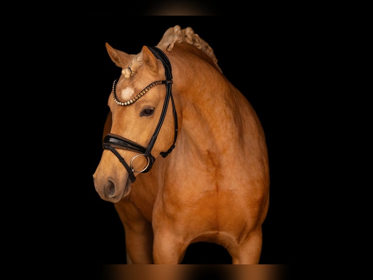 Duitse rijpony Hengst 3 Jaar 146 cm Palomino in Wehringen