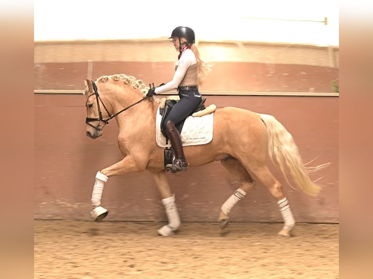 Duitse rijpony Hengst 3 Jaar 146 cm Palomino in Wehringen