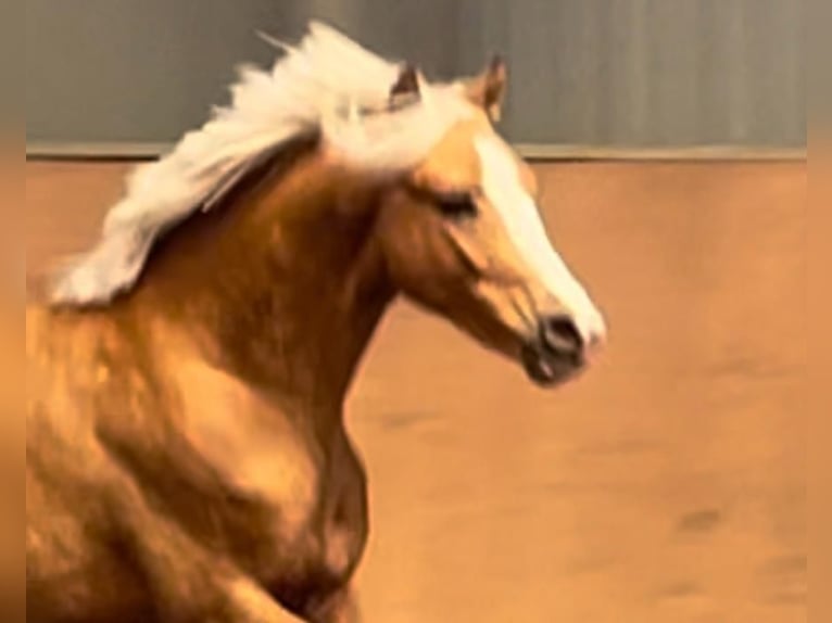 Duitse rijpony Hengst 3 Jaar 146 cm Palomino in Achim