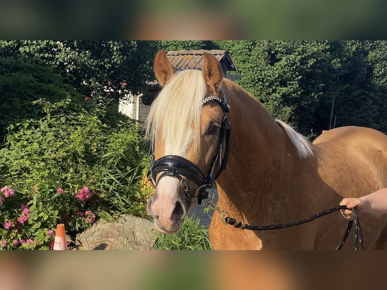 Duitse rijpony Hengst 3 Jaar 146 cm Palomino in Achim