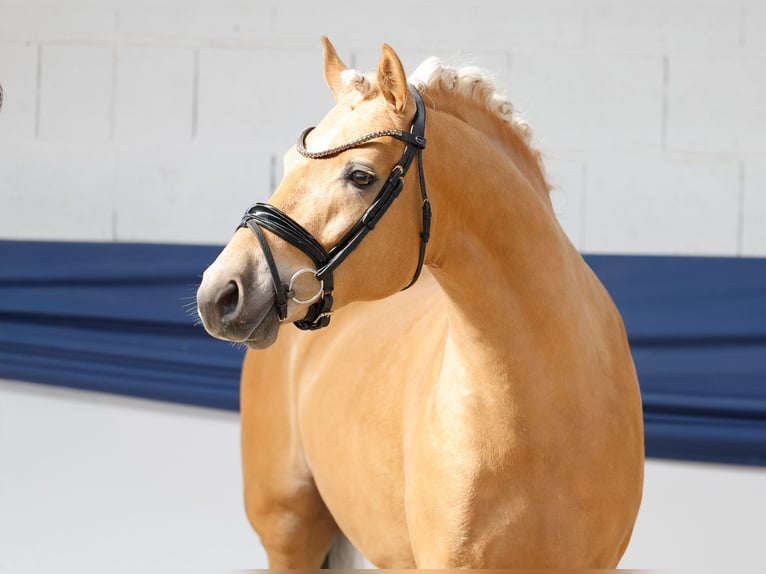 Duitse rijpony Hengst 3 Jaar 146 cm Palomino in Marsberg