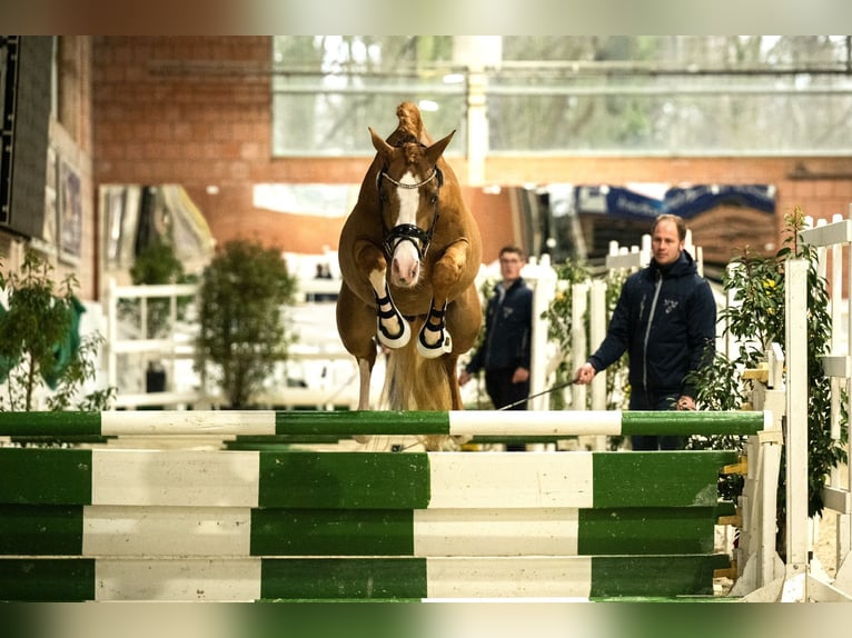 Duitse rijpony Hengst 3 Jaar 146 cm Vos in Neuss