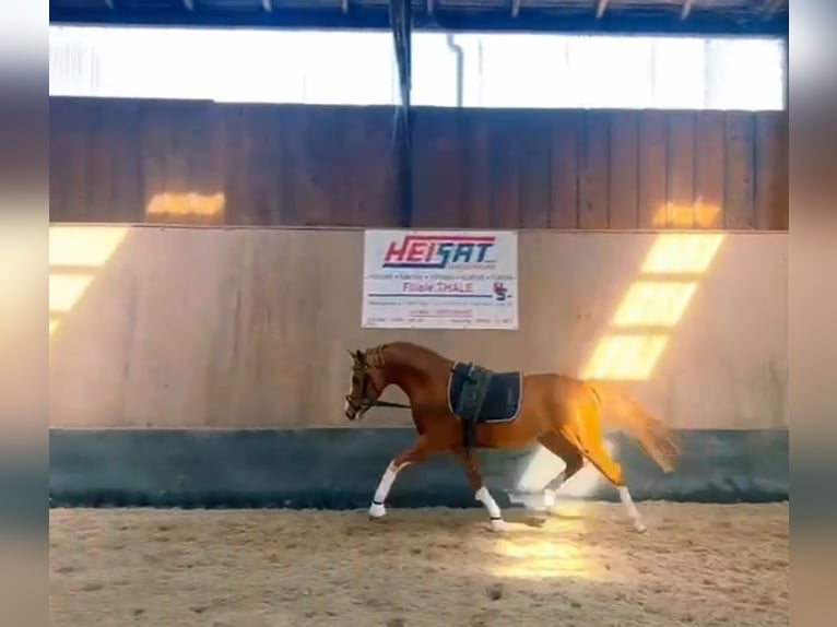 Duitse rijpony Hengst 3 Jaar 146 cm Vos in Wegeleben