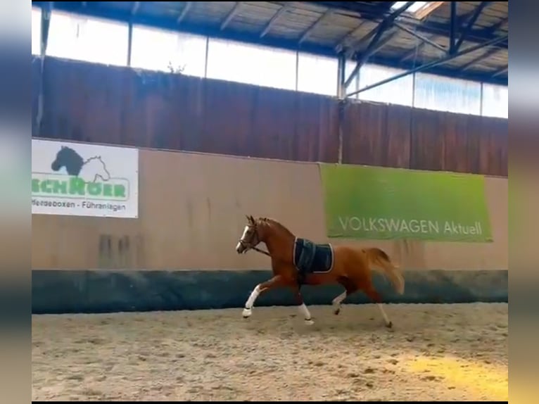 Duitse rijpony Hengst 3 Jaar 146 cm Vos in Wegeleben