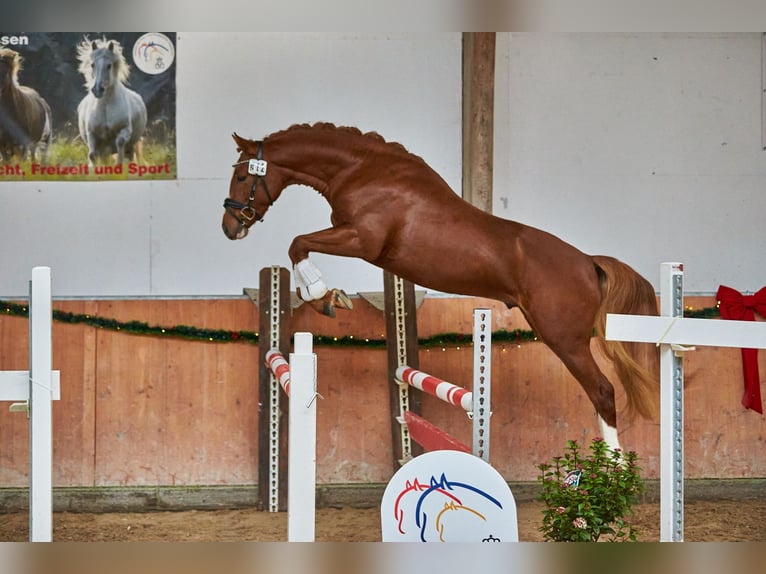 Duitse rijpony Hengst 3 Jaar 146 cm Vos in Bad Kissingen