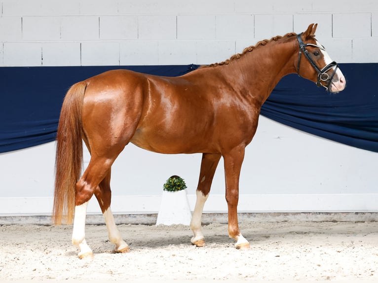 Duitse rijpony Hengst 3 Jaar 146 cm Vos in Marsberg