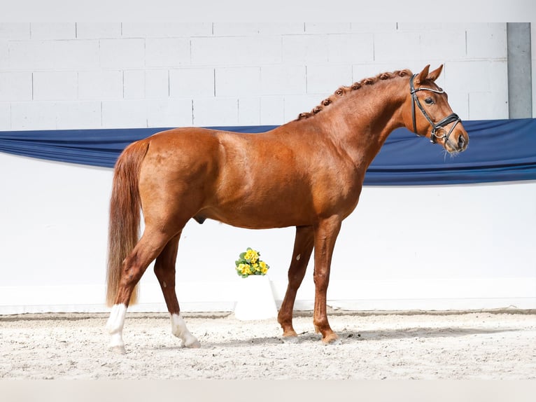Duitse rijpony Hengst 3 Jaar 146 cm Vos in Marsberg