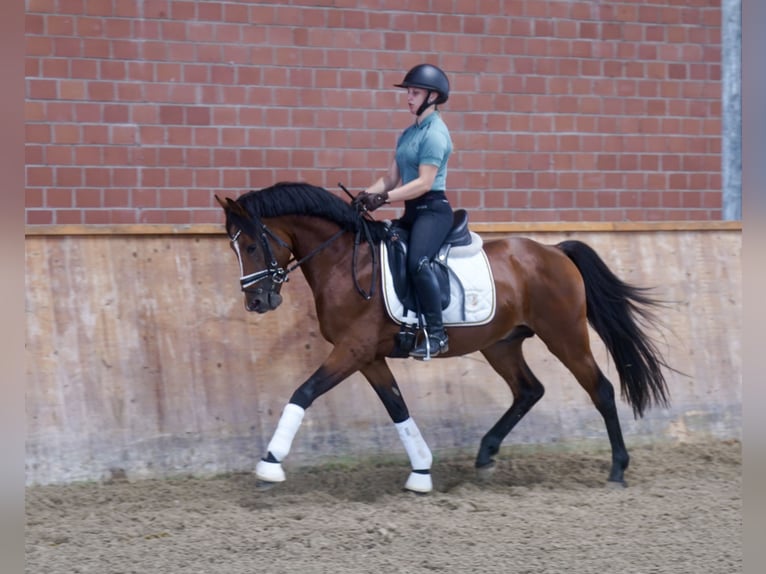 Duitse rijpony Hengst 3 Jaar 147 cm Bruin in Paderborn