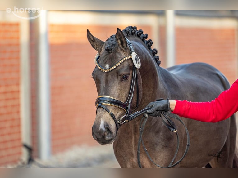 Duitse rijpony Hengst 3 Jaar 147 cm Buckskin in Wietmarschen