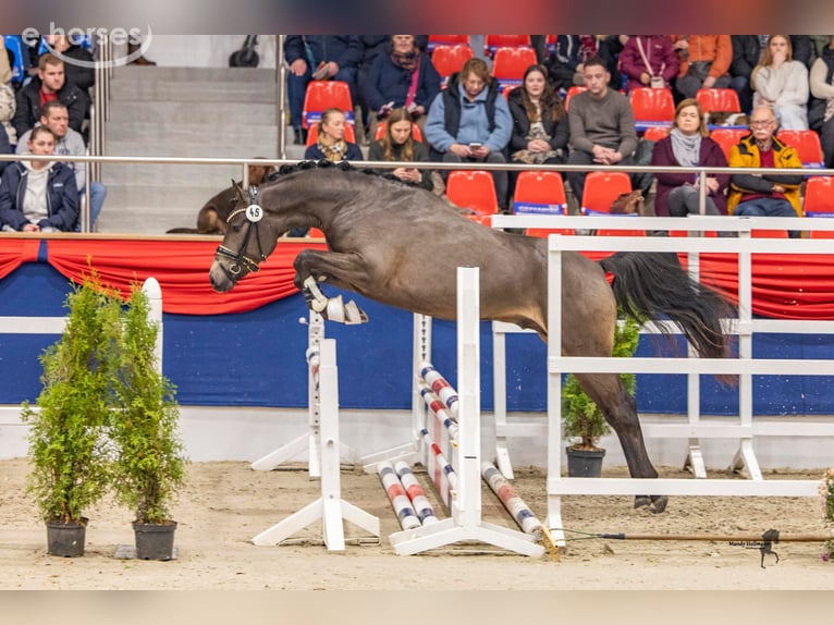 Duitse rijpony Hengst 3 Jaar 147 cm Buckskin in Wietmarschen