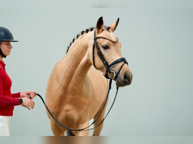 Duitse rijpony Hengst 3 Jaar 147 cm Buckskin in Lübbecke