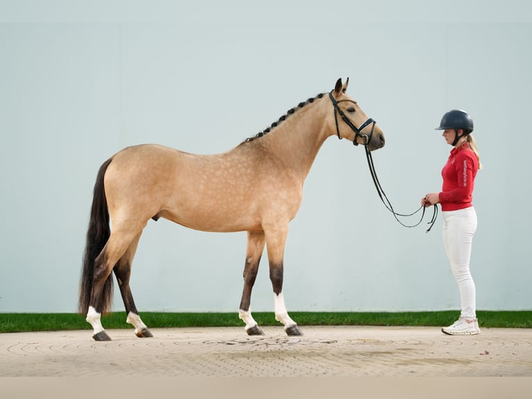 Duitse rijpony Hengst 3 Jaar 147 cm Buckskin in Lübbecke