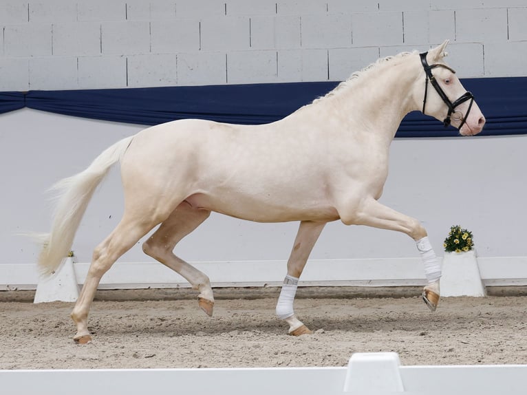 Duitse rijpony Hengst 3 Jaar 147 cm Cremello in Marsberg