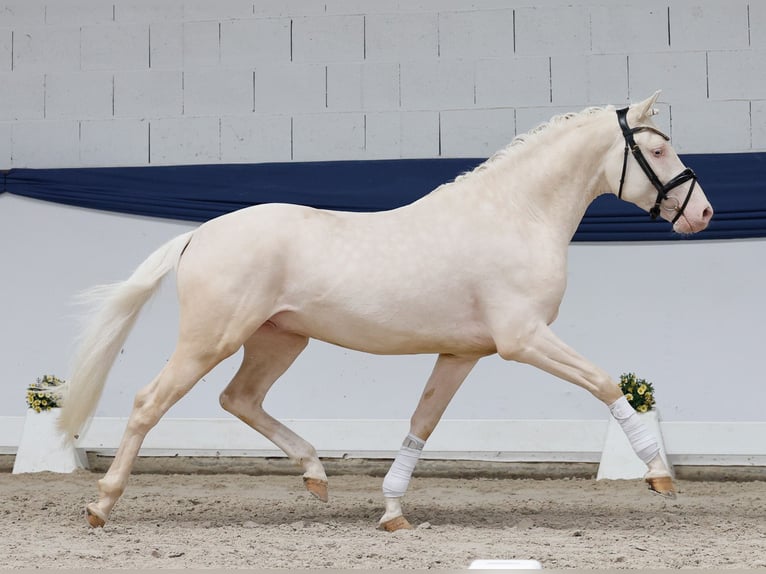 Duitse rijpony Hengst 3 Jaar 147 cm Cremello in Marsberg