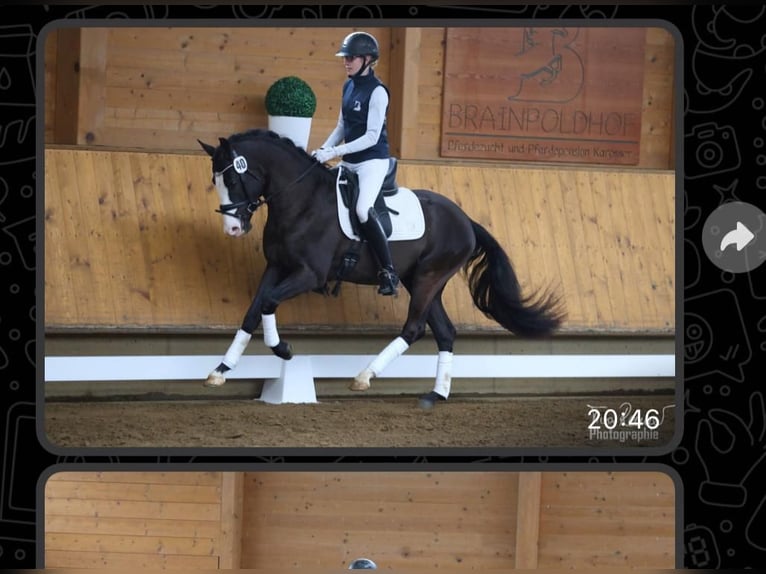 Duitse rijpony Hengst 3 Jaar 147 cm Donkerbruin in Brunsbüttel