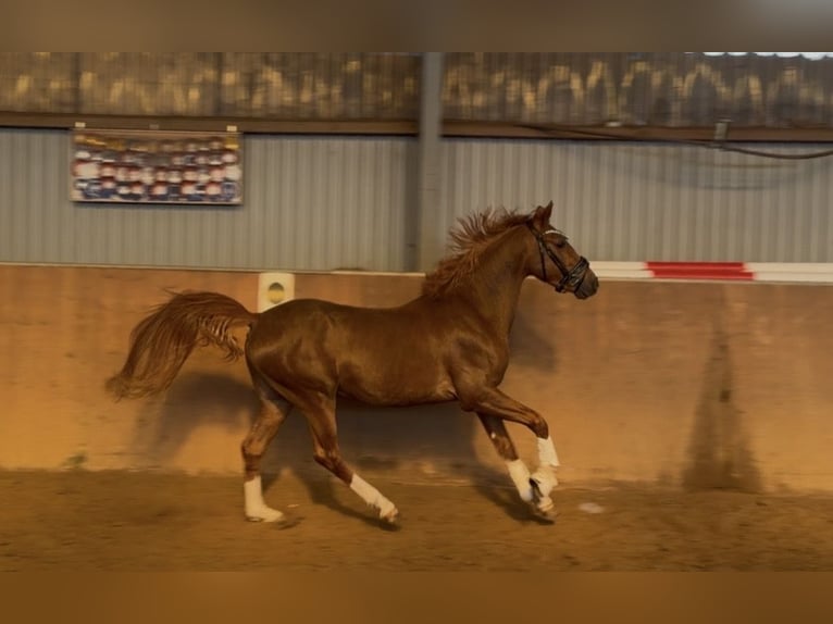 Duitse rijpony Hengst 3 Jaar 147 cm Donkere-vos in Achim