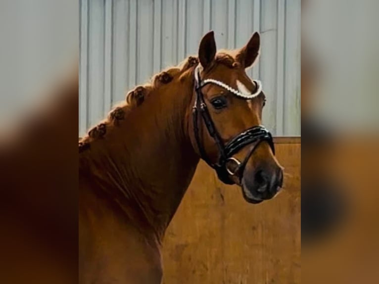 Duitse rijpony Hengst 3 Jaar 147 cm Donkere-vos in Achim