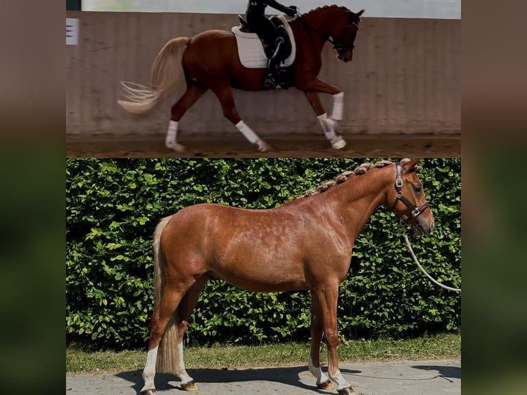 Duitse rijpony Hengst 3 Jaar 147 cm Vos in Telgte