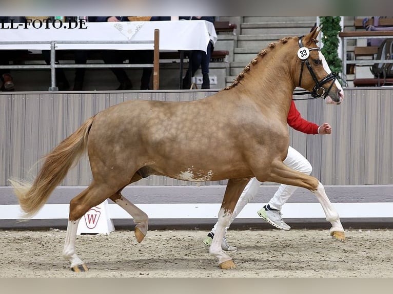 Duitse rijpony Hengst 3 Jaar 147 cm Vos in Paderborn