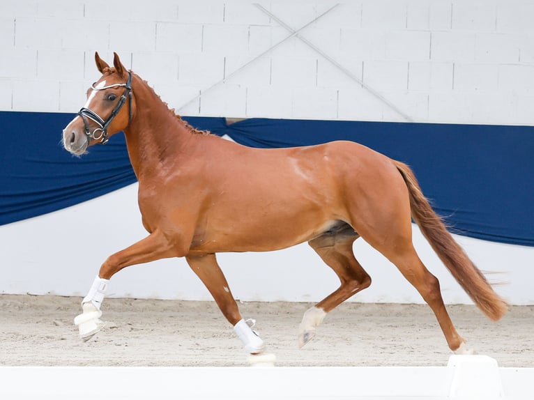 Duitse rijpony Hengst 3 Jaar 147 cm Vos in Marsberg
