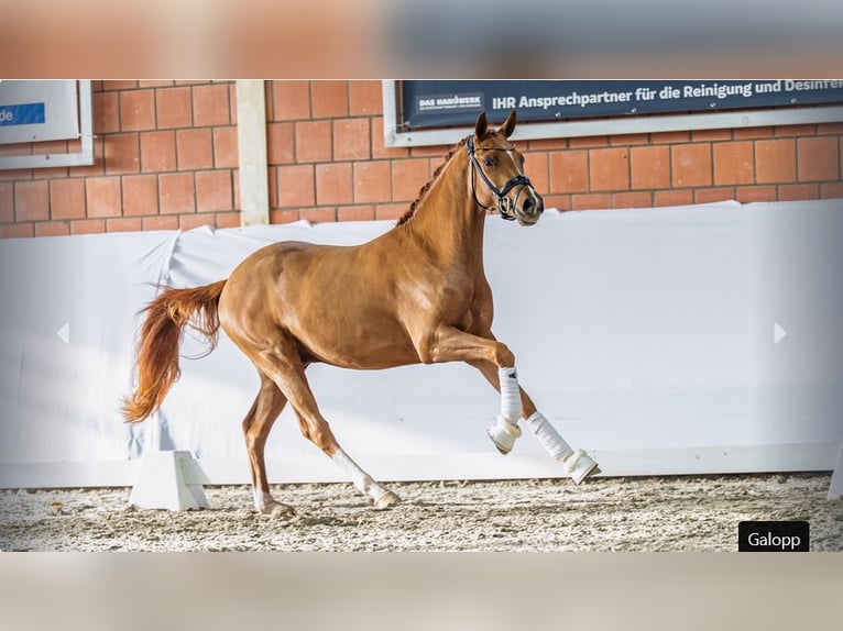 Duitse rijpony Hengst 3 Jaar 147 cm Vos in Mönchengladbach