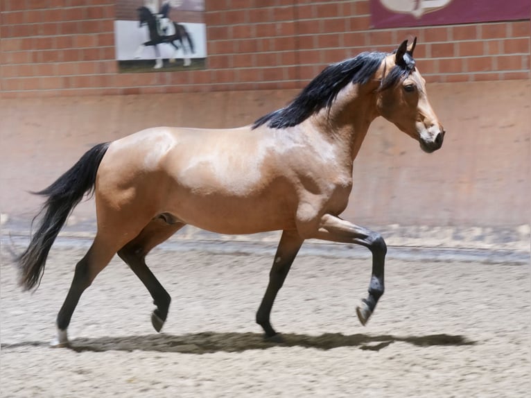 Duitse rijpony Hengst 3 Jaar 148 cm Bruin in Paderborn