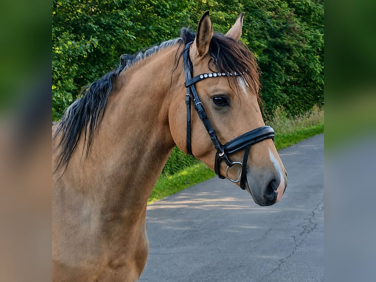 Duitse rijpony Hengst 3 Jaar 148 cm Buckskin in Ostbevern