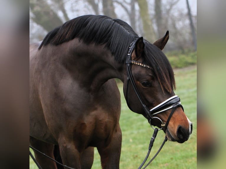 Duitse rijpony Hengst 3 Jaar 148 cm Donkerbruin in Rehburg-Loccum M&#xFC;nchehagen