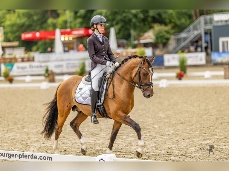 Duitse rijpony Hengst 3 Jaar 148 cm Falbe in Lippetal