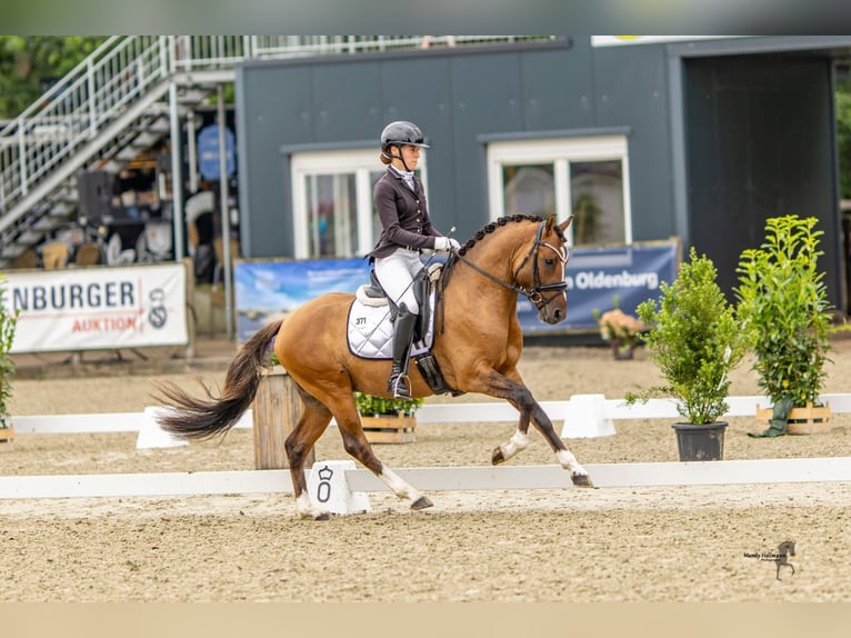 Duitse rijpony Hengst 3 Jaar 148 cm Falbe in Lippetal