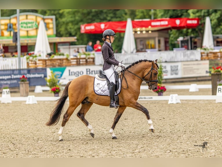 Duitse rijpony Hengst 3 Jaar 148 cm Falbe in Lippetal