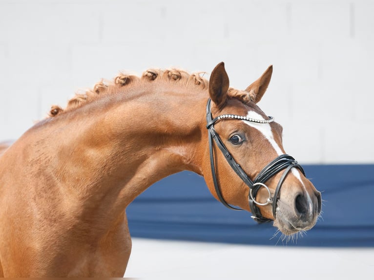 Duitse rijpony Hengst 3 Jaar 148 cm Falbe in Marsberg