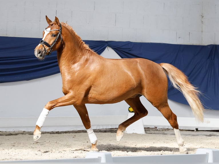 Duitse rijpony Hengst 3 Jaar 148 cm Falbe in Marsberg